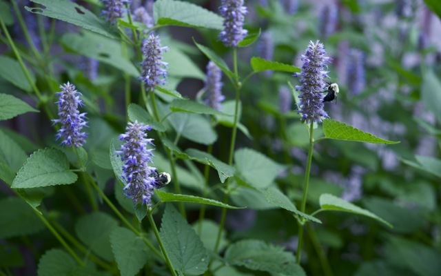 Hyssop 790 xxx