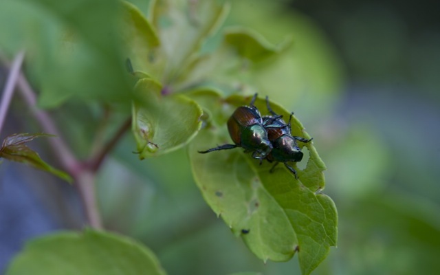 Beetles 790 xxx