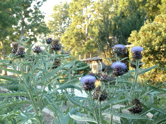 Cardoon21 790 xxx