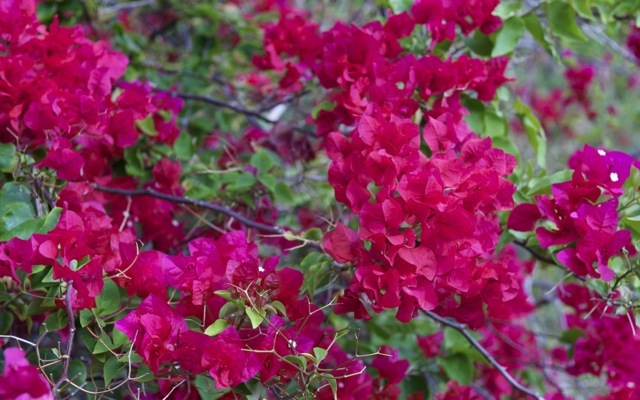 Bougainvillea 790 xxx