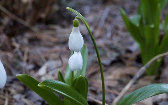 Snowdrops 790 xxx