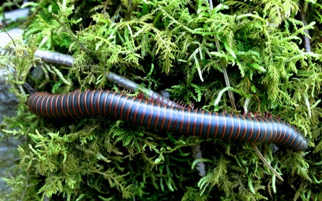 Millipede 790 xxx