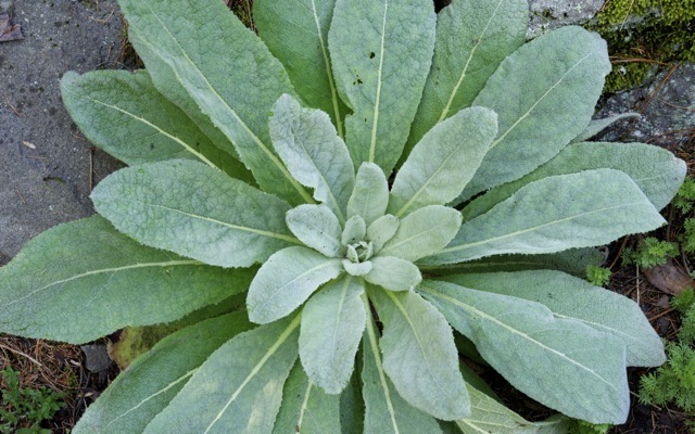 Mullein 790 xxx