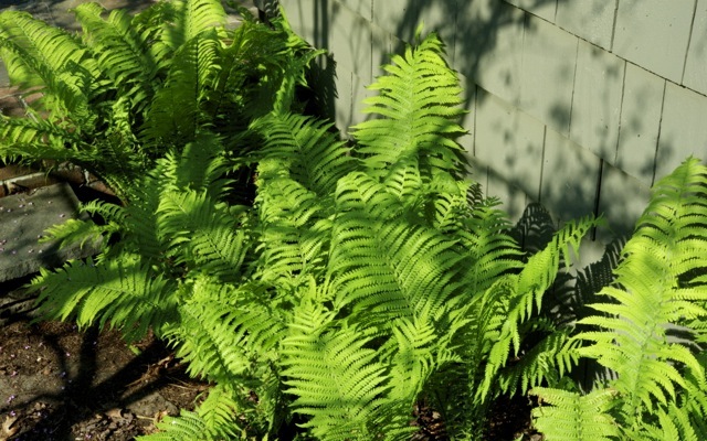 Ferns 790 xxx