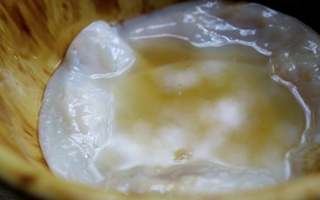 Scoby 790 xxx