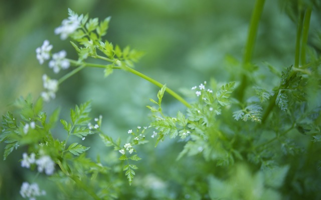 Chervil1 790 xxx