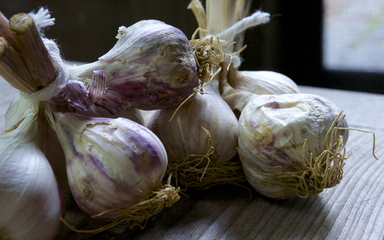 Garlic 790 xxx