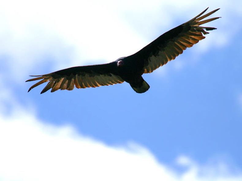 Turkeyvulture1 790 xxx