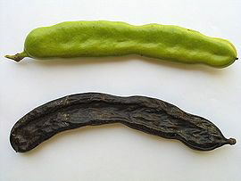 Carob pod 790 xxx