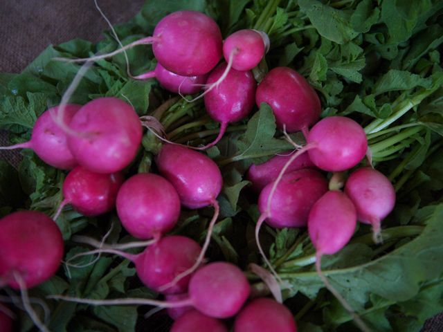 Radishes 790 xxx