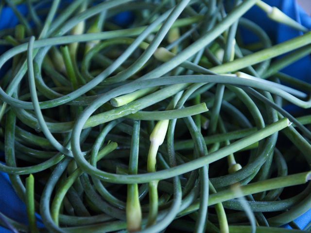 Garlic scapes 790 xxx