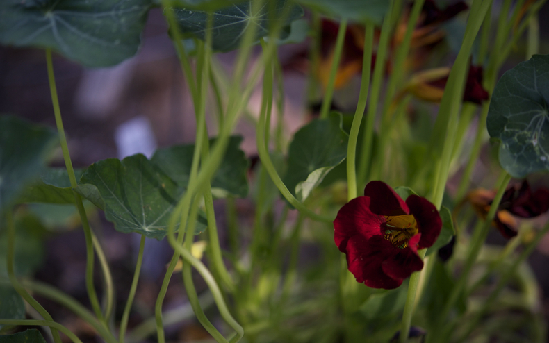 Nasturtium 790 xxx