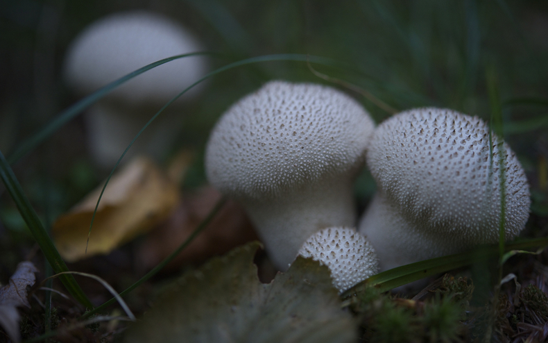 Puffballs 790 xxx