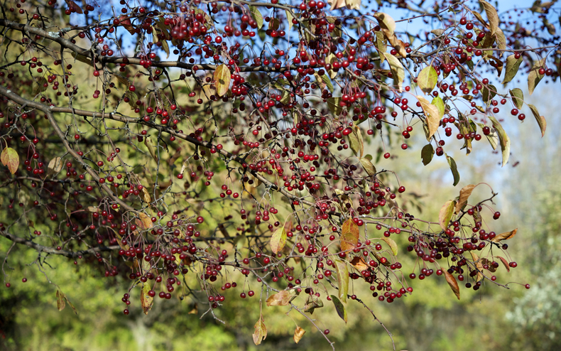 Crabapples 790 xxx