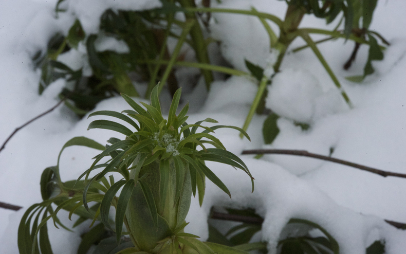 Hellebores 790 xxx