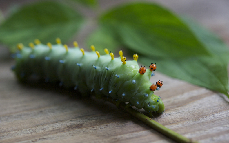 Caterpillar 790 xxx