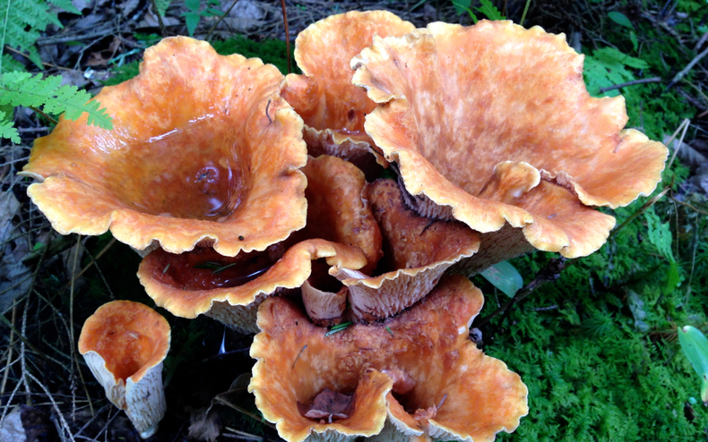 Wooly chanterelle2 790 xxx