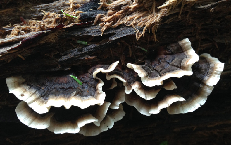 Brown turkey tail 790 xxx