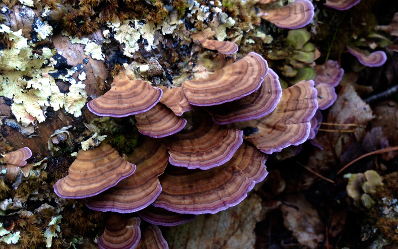 Purple turkey tail 790 xxx