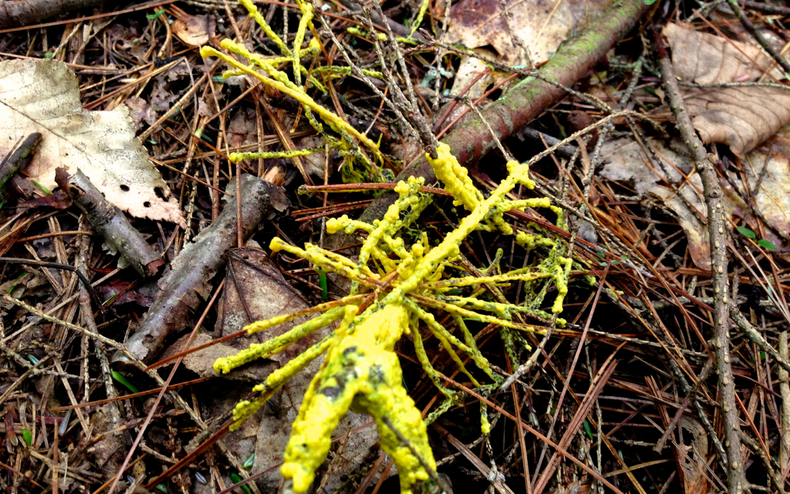 Yellow slime mold 1 790 xxx