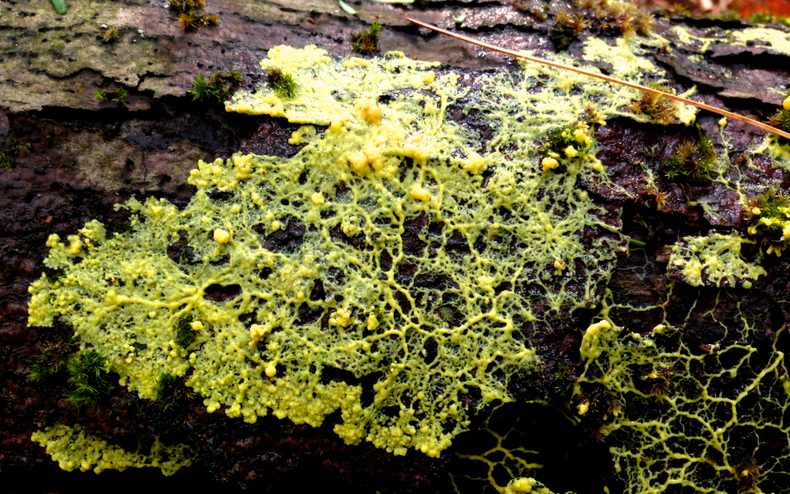 Yellow slime mold 2 790 xxx