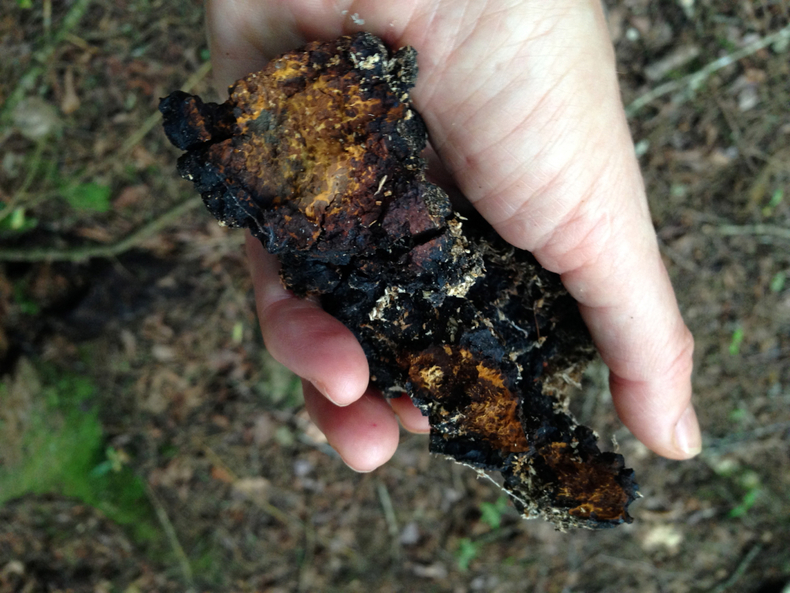 Chaga2 790 xxx