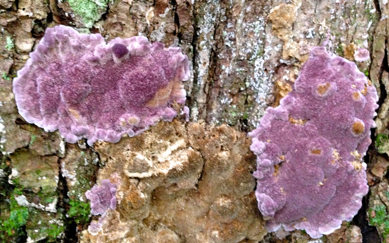 Purple slime mold 790 xxx