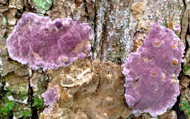 https://gluttonforlife.com/uploads/4400044/1438045291784/purple_slime_mold-790-xxx.jpg