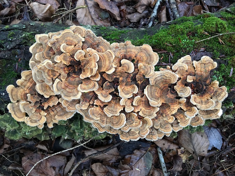 Turkeytail 790 xxx