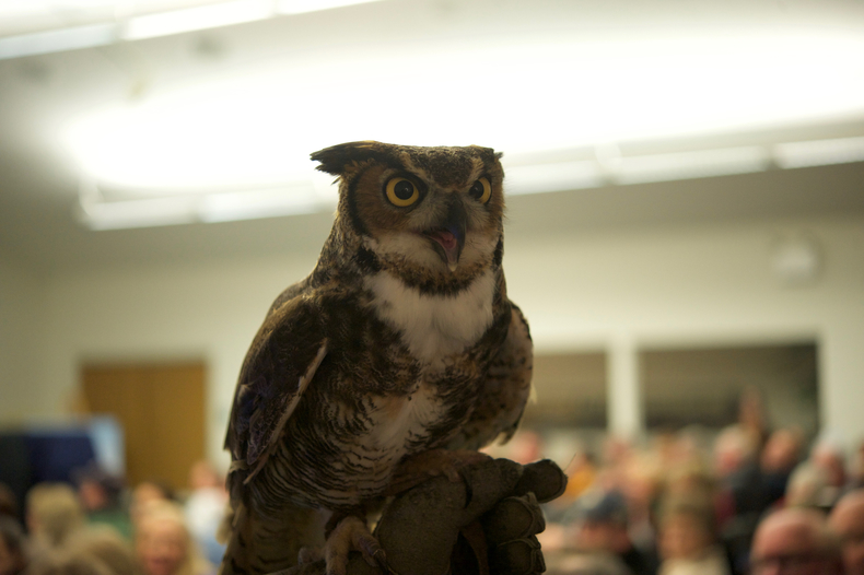 Horned owl1 790 xxx