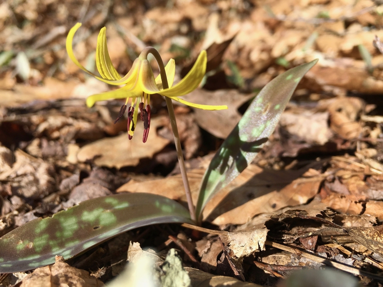 Trout lily 790 xxx