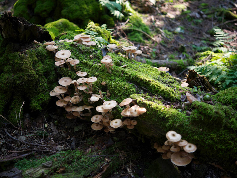 Mushrooms moss 790 xxx