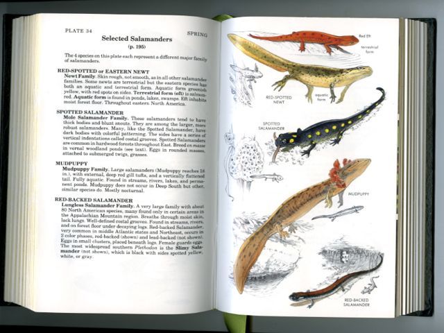 Salamanders1 790 xxx