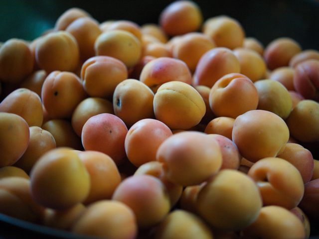 Apricots1 790 xxx