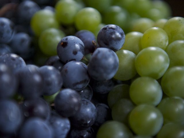 Grapes 790 xxx