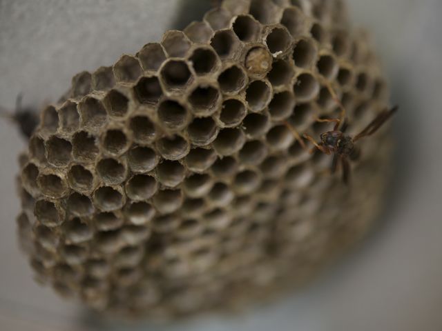 Wasp nest 790 xxx