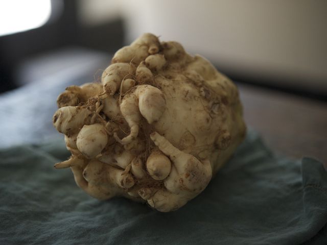 Celeriac1 790 xxx