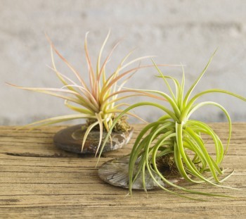 Air plants 790 xxx