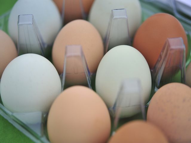 Eggs 790 xxx